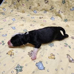 Bernedoodle and Goldendoodle Puppies from Doni Doodles