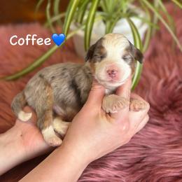 Coffee - Blue merle male Aussiedoodle puppy in Lancaster, Minnesota from Finney Ranch
