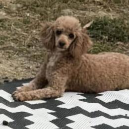 Mama - Poodle