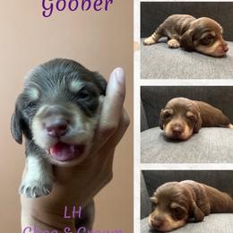 Goober - Chocolate and cream male Dachshund puppy in Forest Hill, Texas from Ruff n’ Tumble