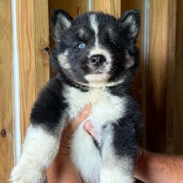 Phantom - Agouti and white male Siberian Husky puppy in Thomasville, Georgia from Southern Blues Siberian Huskies