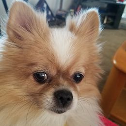 Pomeranians from Pamela's Pommies