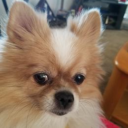 Pomeranians from Pamela's Pommies