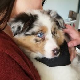Australian Shepherd Puppies from Foothillaussies