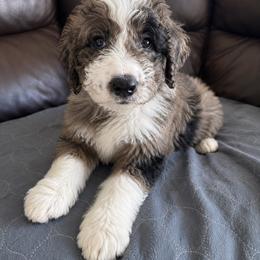 Nutter Butter - Tri-color male Bernedoodle puppy in Surprise, Arizona from Gentle Paw Goldendoodles