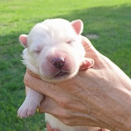 Light Blue - White female German Shepherd puppy in Bexar County, Texas from Scenic Creek German Shepherds and White Swiss Shepherds