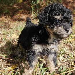 Aussiedoodles, Catahoula Leopard Dogs, Miniature Schnauzers, and Poodles from Twig & Tail Puppies