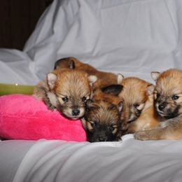 Pomeranian Puppies from DeMi Poms