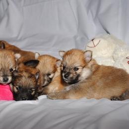 Pomeranian Puppies from DeMi Poms