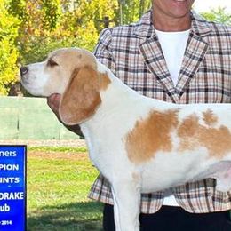 Ch. HA-Pennys All That Matters - Beagle