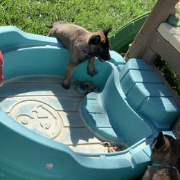 Belgian Malinois Puppies from Tehachapi Malinois