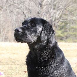 Labrador Retrievers from Hossrun Labradors