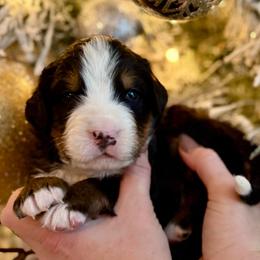Brown collar - Black rust and white male Bernese Mountain Dog puppy in Altura, Minnesota from Bluffside Berners