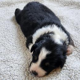 Faith - Black tri-color female Australian Shepherd puppy in Athens, Tennessee from Mimi's Aussie