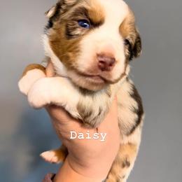 Daisy - Red merle female Miniature Australian Shepherd puppy in Buchanan, Georgia from Stanleyville Farm Mini Aussies