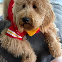 Goldendoodle All Grown Up from Doo a Little Doodle