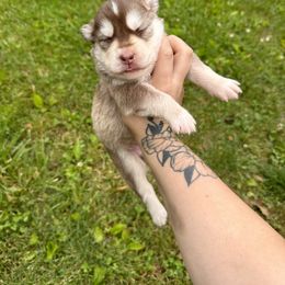 Boy 2 - Siberian Husky puppy in Jonesborough, Tennessee from Dry Creek Siberians