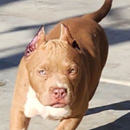 American Bully, American Staffordshire Terrier, and Bulldog Puppies from Lunatic Kennels