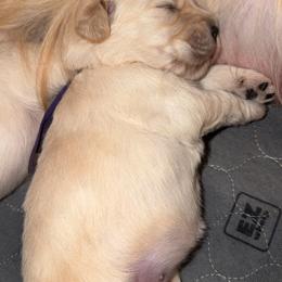 Golden Retriever Puppies from Glimmer Goldens