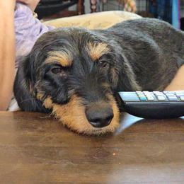 Cardigan Welsh Corgis and Dachshunds from Baledwr Kennels