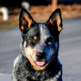 MOXIE - Australian Cattle Dog