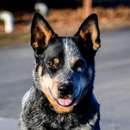 MOXIE - Australian Cattle Dog