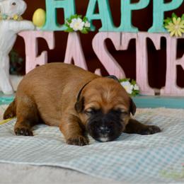 Hershey - Wheaten male Soft Coated Wheaten Terrier puppy in Kirksville, Missouri from BellSharps Australian Shepherds