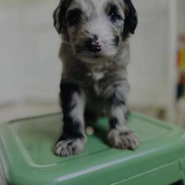 Sheepadoodle Puppies from Dots Sheepadoodles