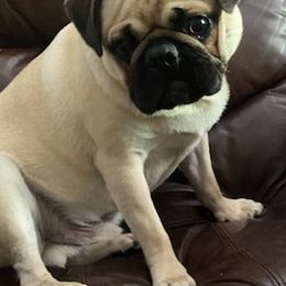 Pugs from Pug Puppers