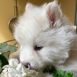 Samoyed Puppies from Falling cedar farm samoyeds