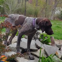 German Shorthaired Pointers from Dreamweaver Shorthairs