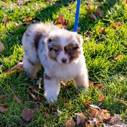 Australian Shepherd Puppies from High West Aussies