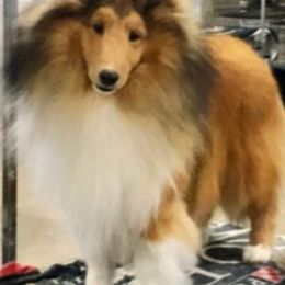 J.T. - Shetland Sheepdog