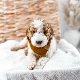 Hattie's Last Chapter- Verse - Parti male Goldendoodle puppy in Russell Springs, Kentucky from Milk & Honey Doodles