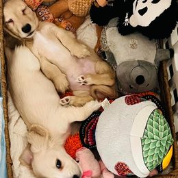 Dachshund Puppies from Mr. Wieners Dachshunds and roxiesdoxies