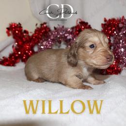 Willow - - Cream female Dachshund puppy in Huntington, Texas from Camacho_Dachshunds