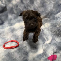 Honey - Chocolate female Morkie puppy in Winston Salem, North Carolina from Bandy Morkies