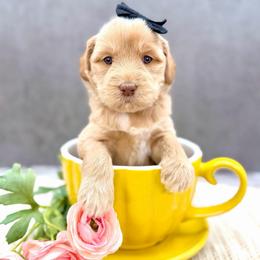 Madonna - Caramel cream female Australian Labradoodle puppy in Denton, Texas from Liberty Hill Labradoodles