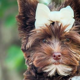 Double Doodles, Goldendoodles, Poodles, Yorkipoos, and Yorkshire Terriers from Edgewater Doodles & Designer Pups