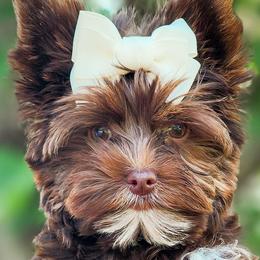 Double Doodles, Goldendoodles, Poodles, Yorkipoos, and Yorkshire Terriers from Edgewater Doodles & Designer Pups