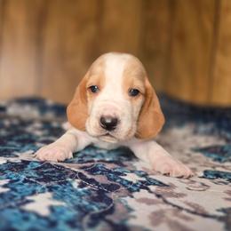 Doc - Red and white male Basset Hound puppy in Valley, Washington from Enchanted Valley Paws