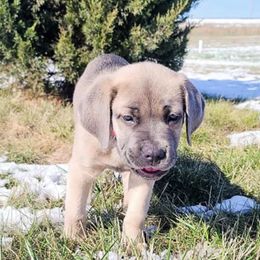 Cane Corso from Jackson's Cane Corsos