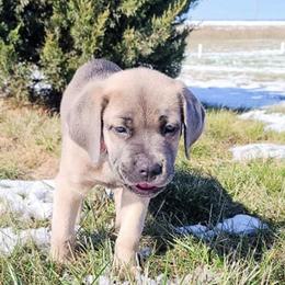 Cane Corso from Jackson's Cane Corsos