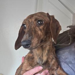 Pippie - Dachshund