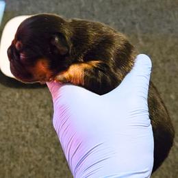 Uno - Tricolors male French Bulldog puppy in Joliet, Illinois from MarvelousFrenchies