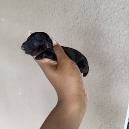 Wynter - Phantom female Poodle puppy in Deltona, Florida from Poodles by CNC