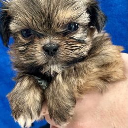 Boy 1 - Black gold and white male Shih Tzu puppy in Skipperville, Alabama from Nay Nay’s Babies