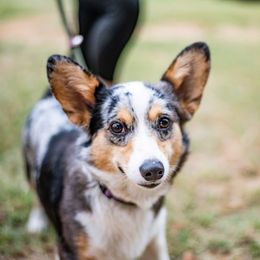 Ella - American Corgi
