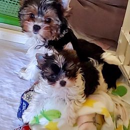 Yorkshire Terrier Puppies from Cottage House Yorkies, L.L.C.