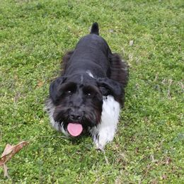 Miniature Schnauzers from Swann’s Miniature Schnauzers